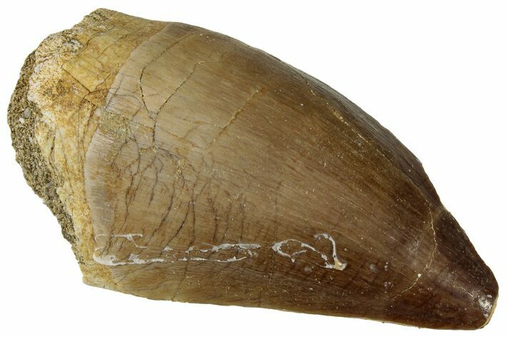 Fossil Mosasaur (Prognathodon) Tooth - Morocco #322637